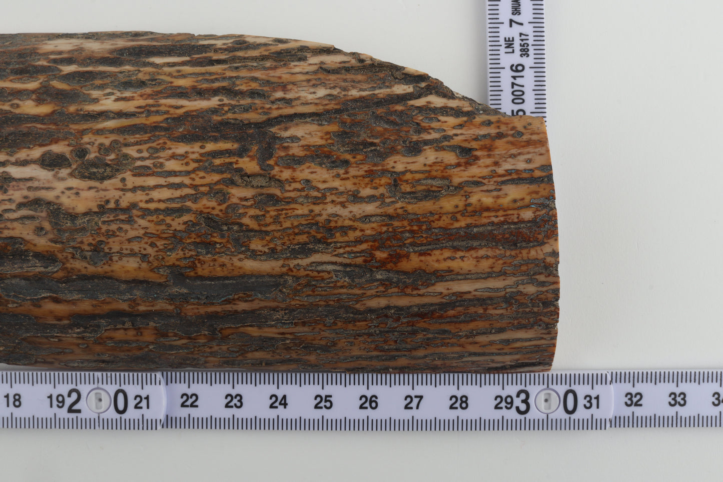 Multicoloured mammoth bark