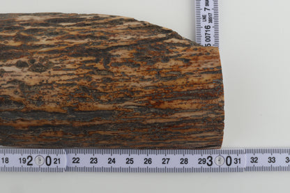 Multicoloured mammoth bark