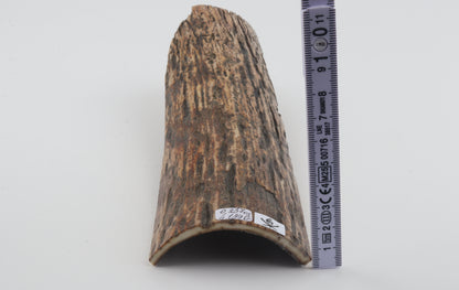 Multicoloured mammoth bark