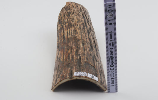 Multicoloured mammoth bark