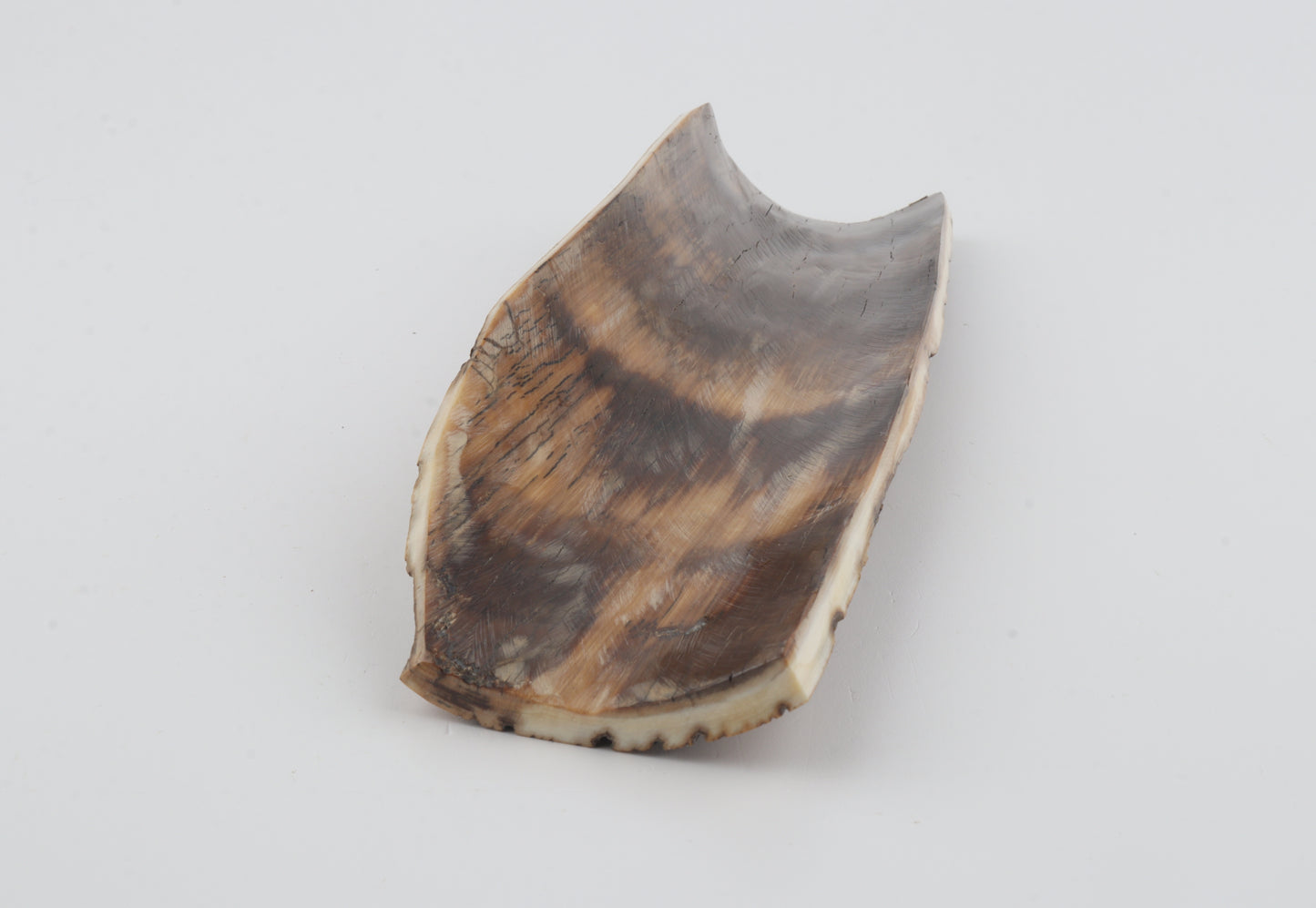 Multicoloured mammoth bark