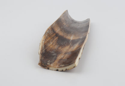 Multicoloured mammoth bark