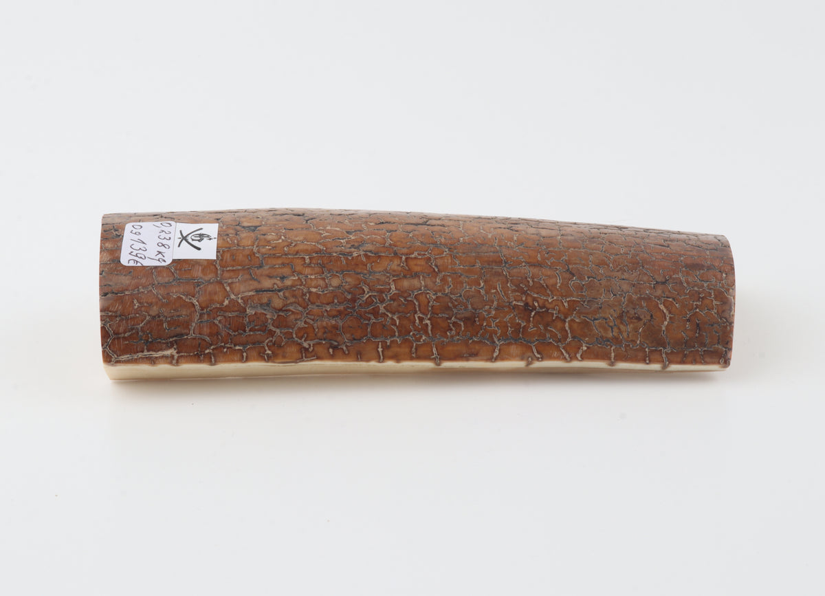 Golden-brown mammoth bark