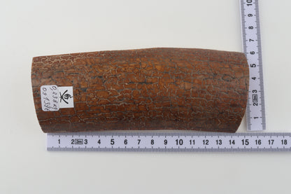 Golden-brown mammoth bark