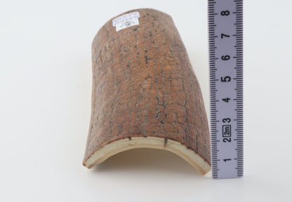 Golden-brown mammoth bark