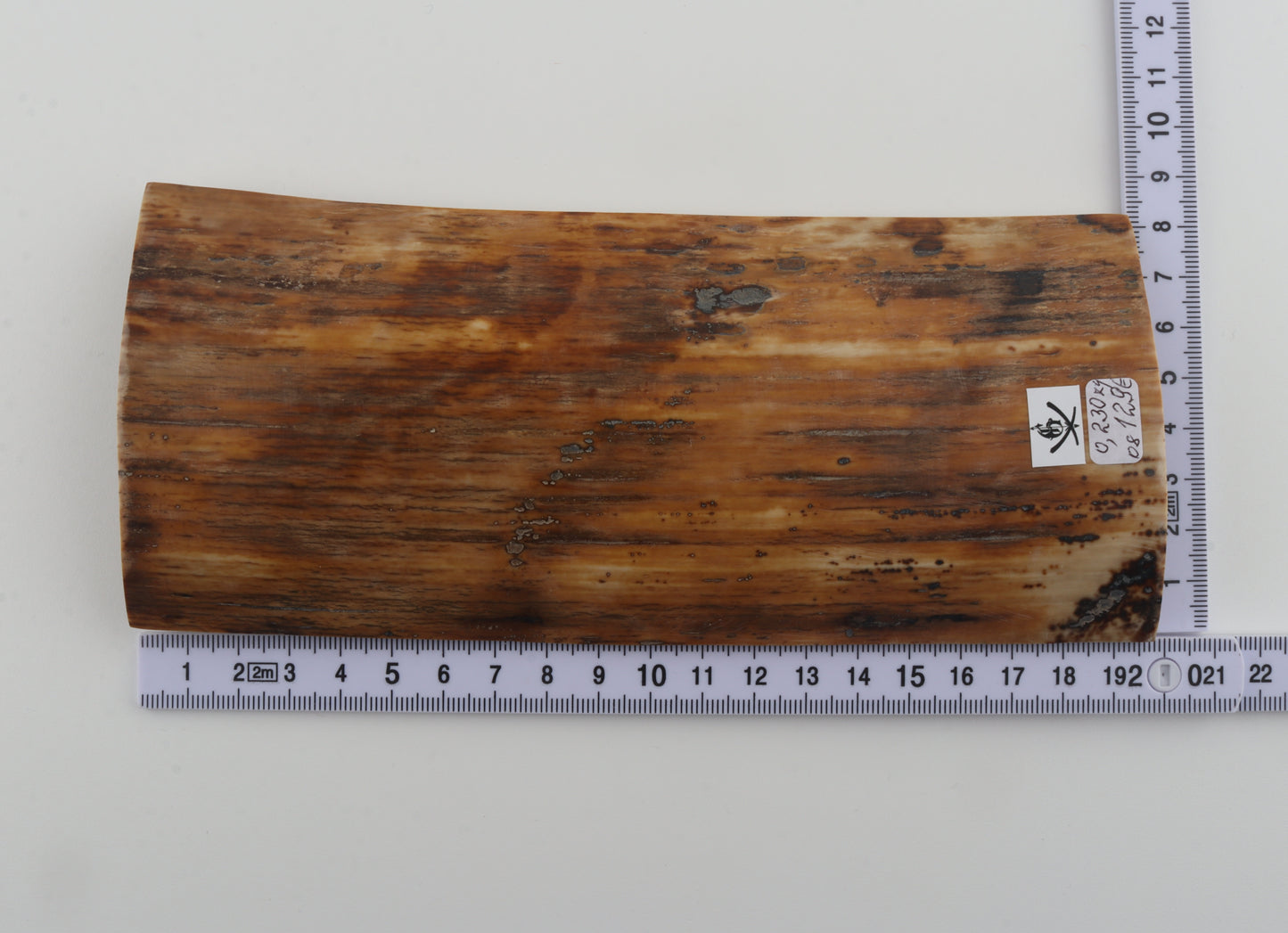 Brown-amber mammoth bark
