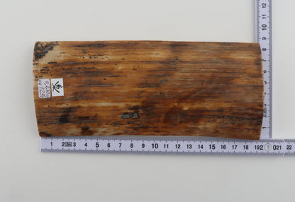 Brown-amber mammoth bark