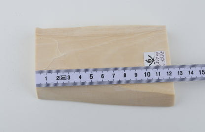 White mammoth ivory segment