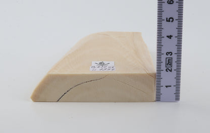 White mammoth ivory segment