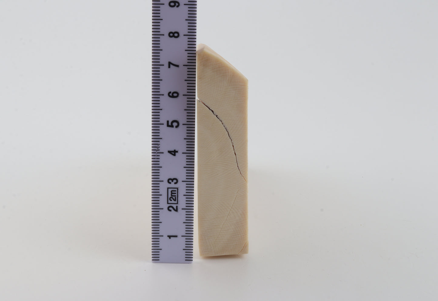 White mammoth ivory segment