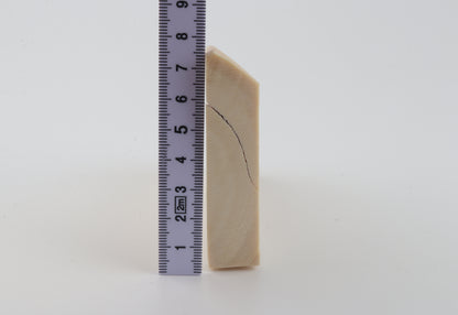 White mammoth ivory segment