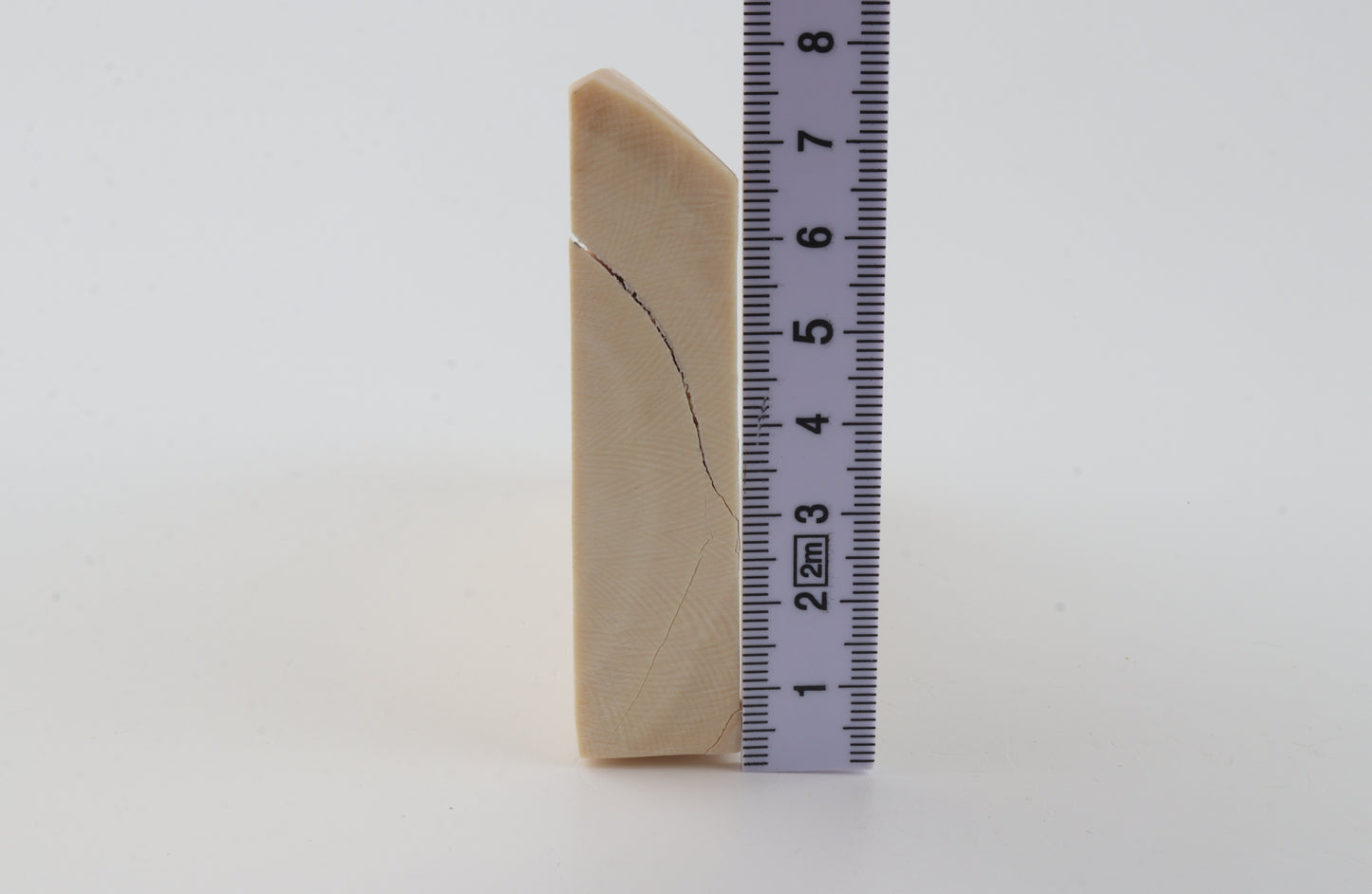 White mammoth ivory segment