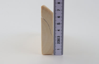 White mammoth ivory segment