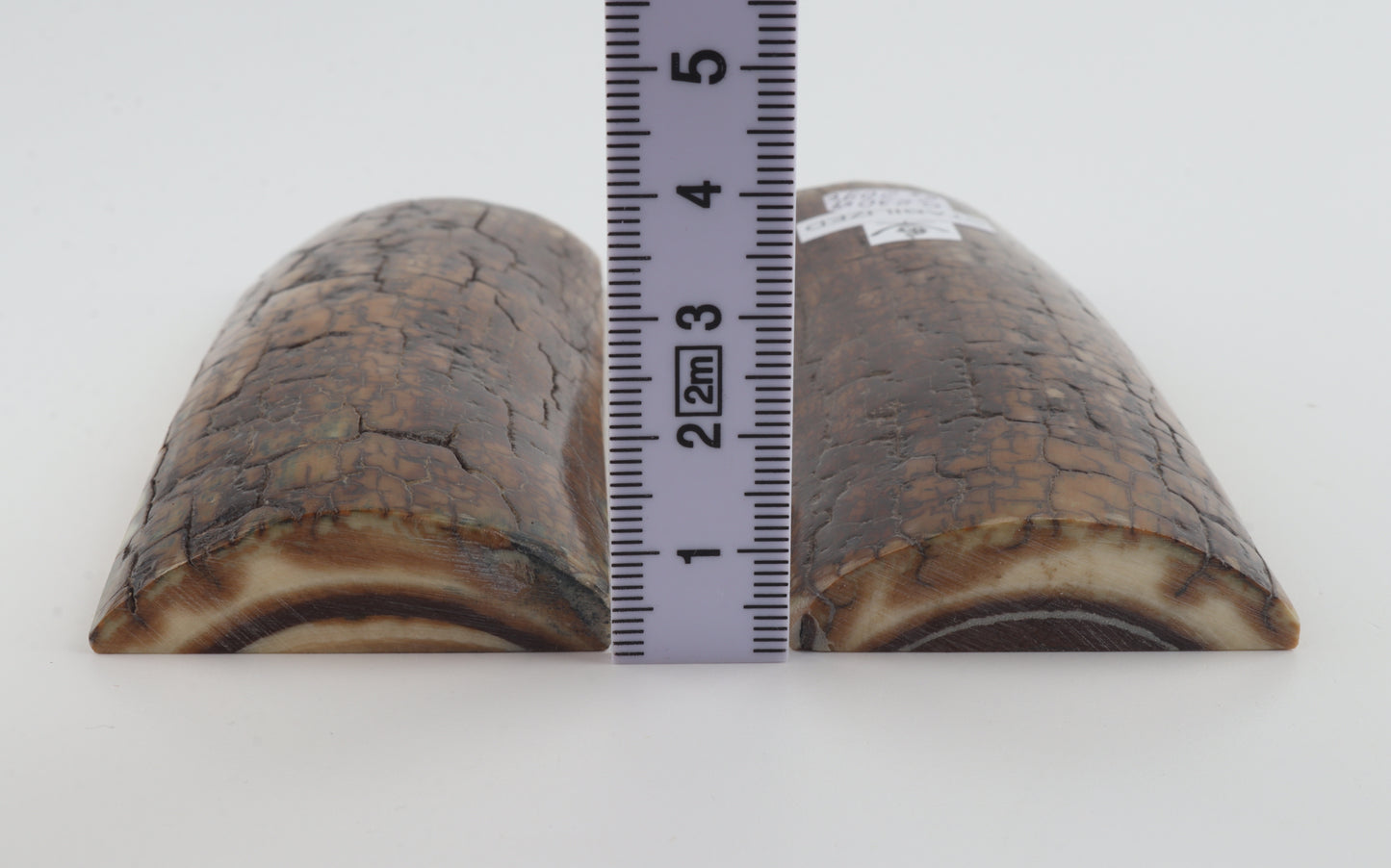 Stabilized mammoth bark scales