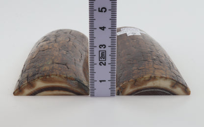 Stabilized mammoth bark scales