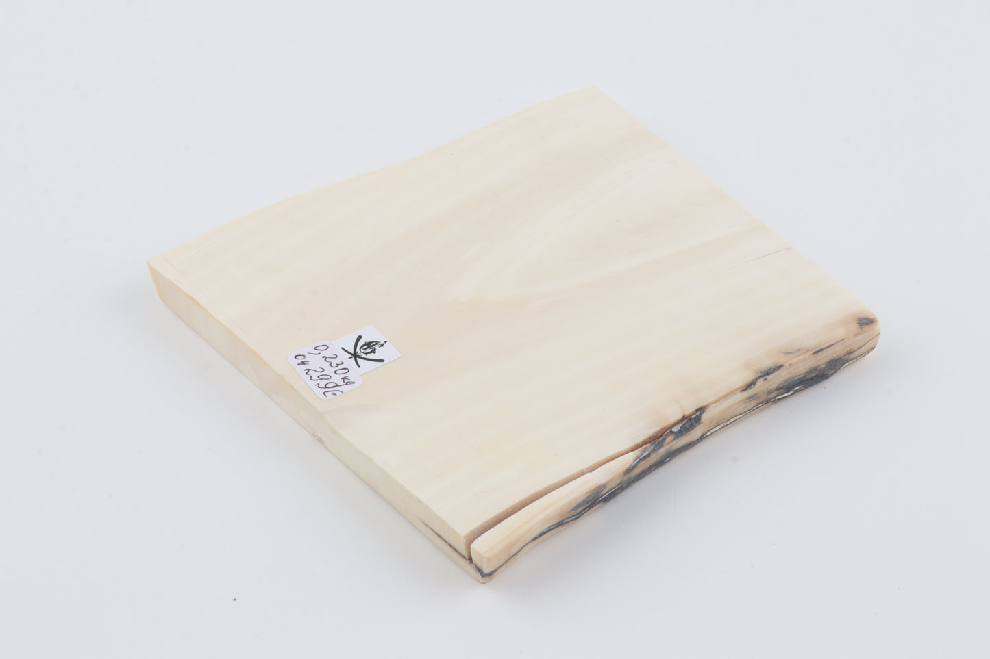 White mammoth ivory segment