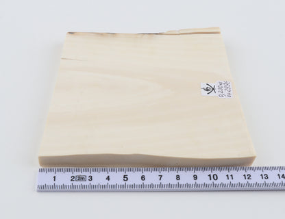 White mammoth ivory segment