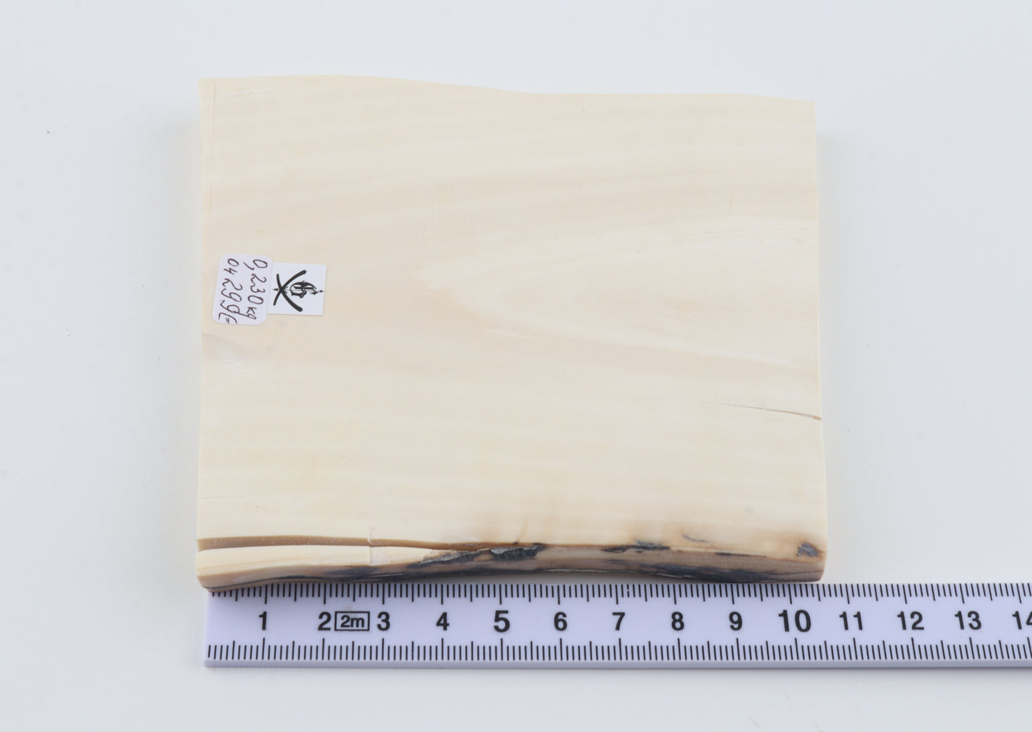 White mammoth ivory segment