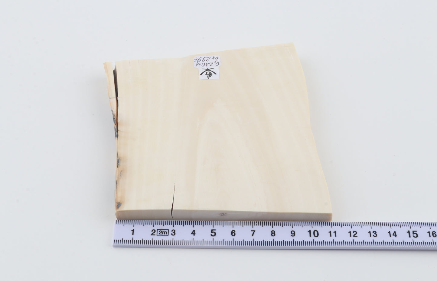 White mammoth ivory segment