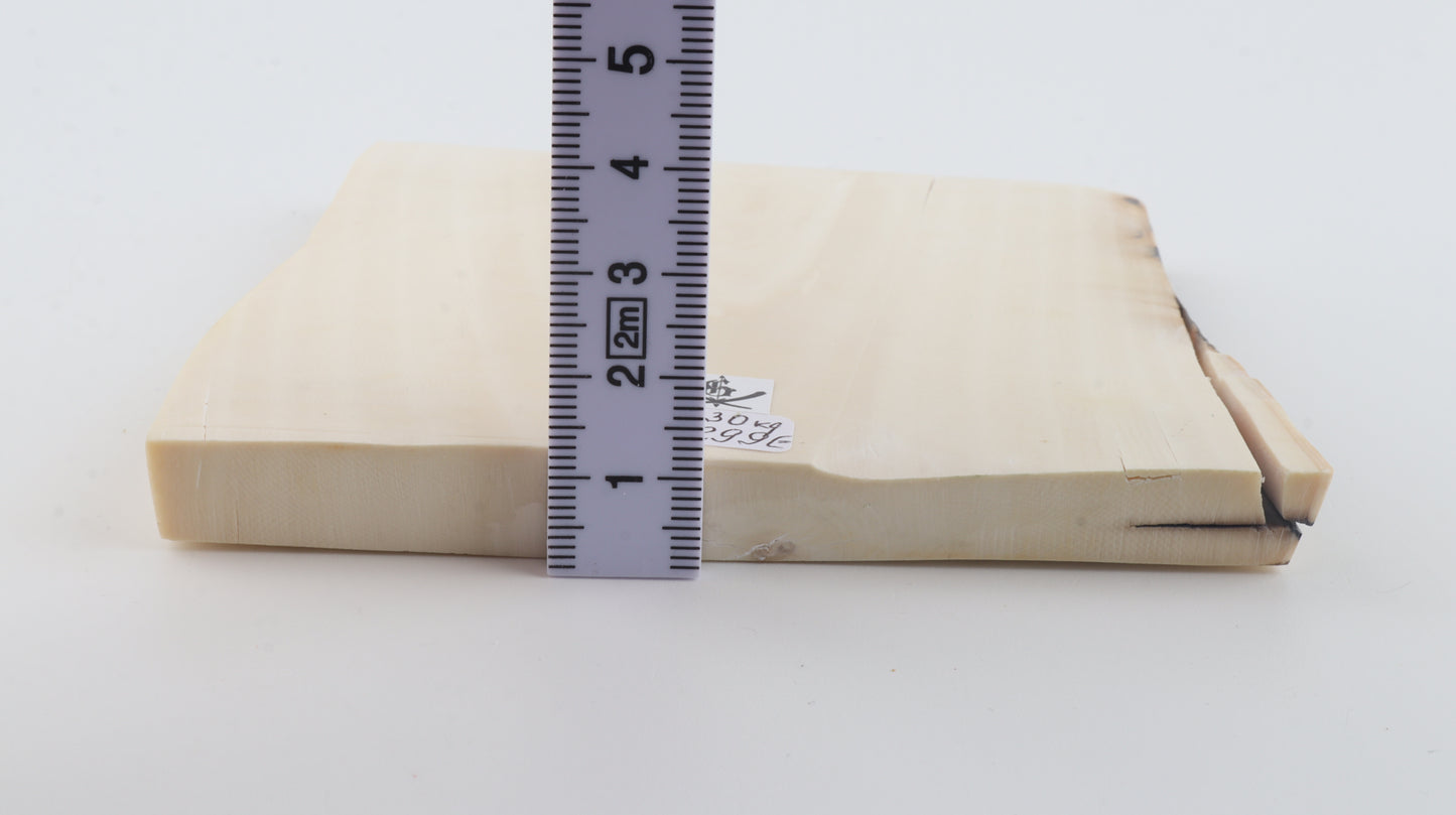 White mammoth ivory segment