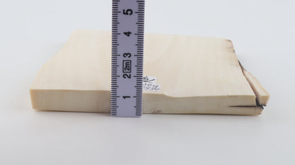 White mammoth ivory segment
