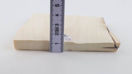 White mammoth ivory segment