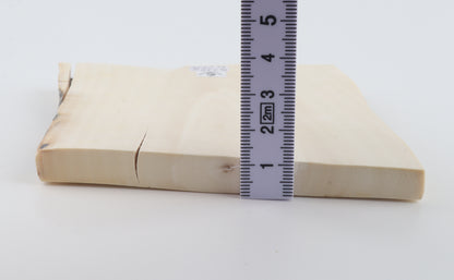 White mammoth ivory segment
