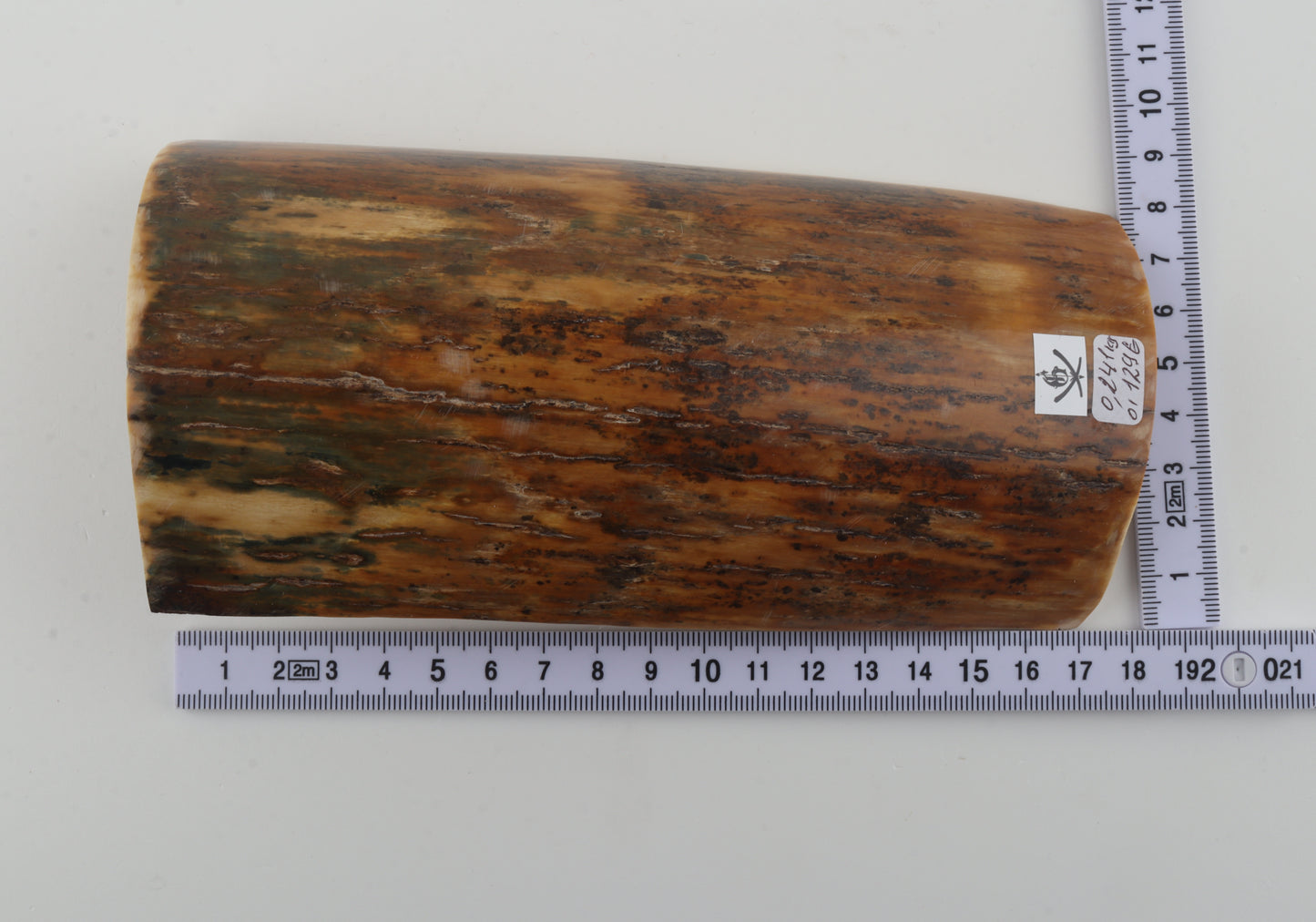 Mustard-green mammoth bark