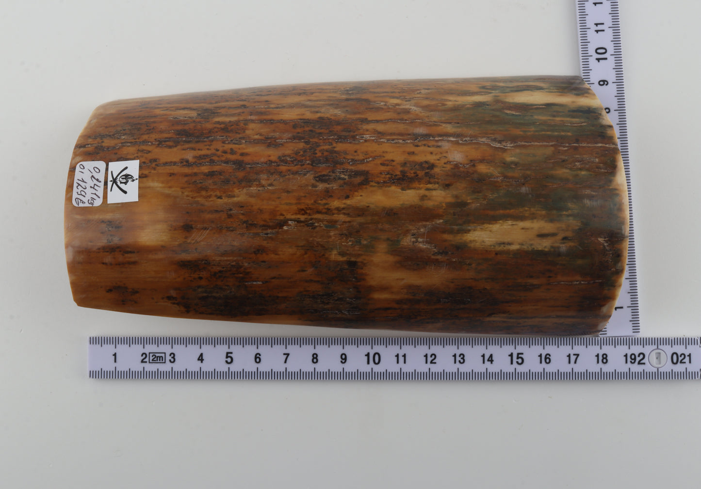 Mustard-green mammoth bark