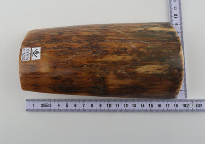 Mustard-green mammoth bark