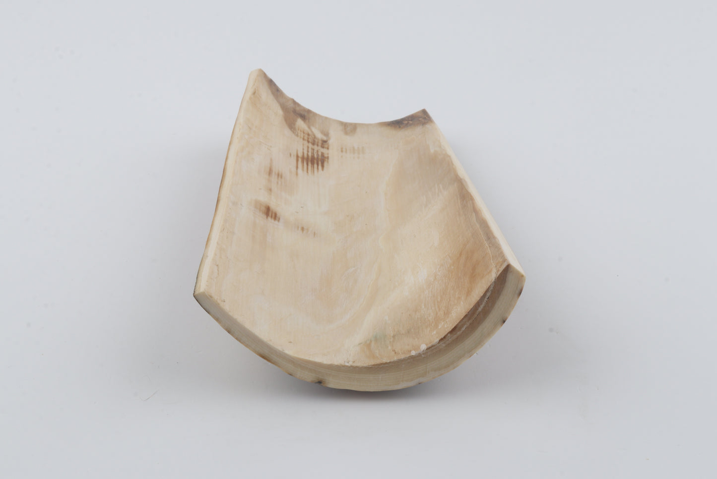 Mustard-green mammoth bark