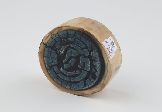 Stabilized mammoth ivory piece