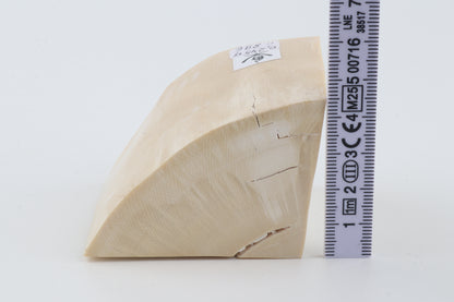 White mammoth ivory piece