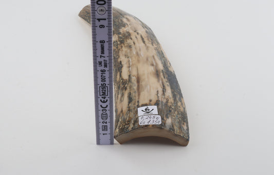 Grey-white mammoth bark