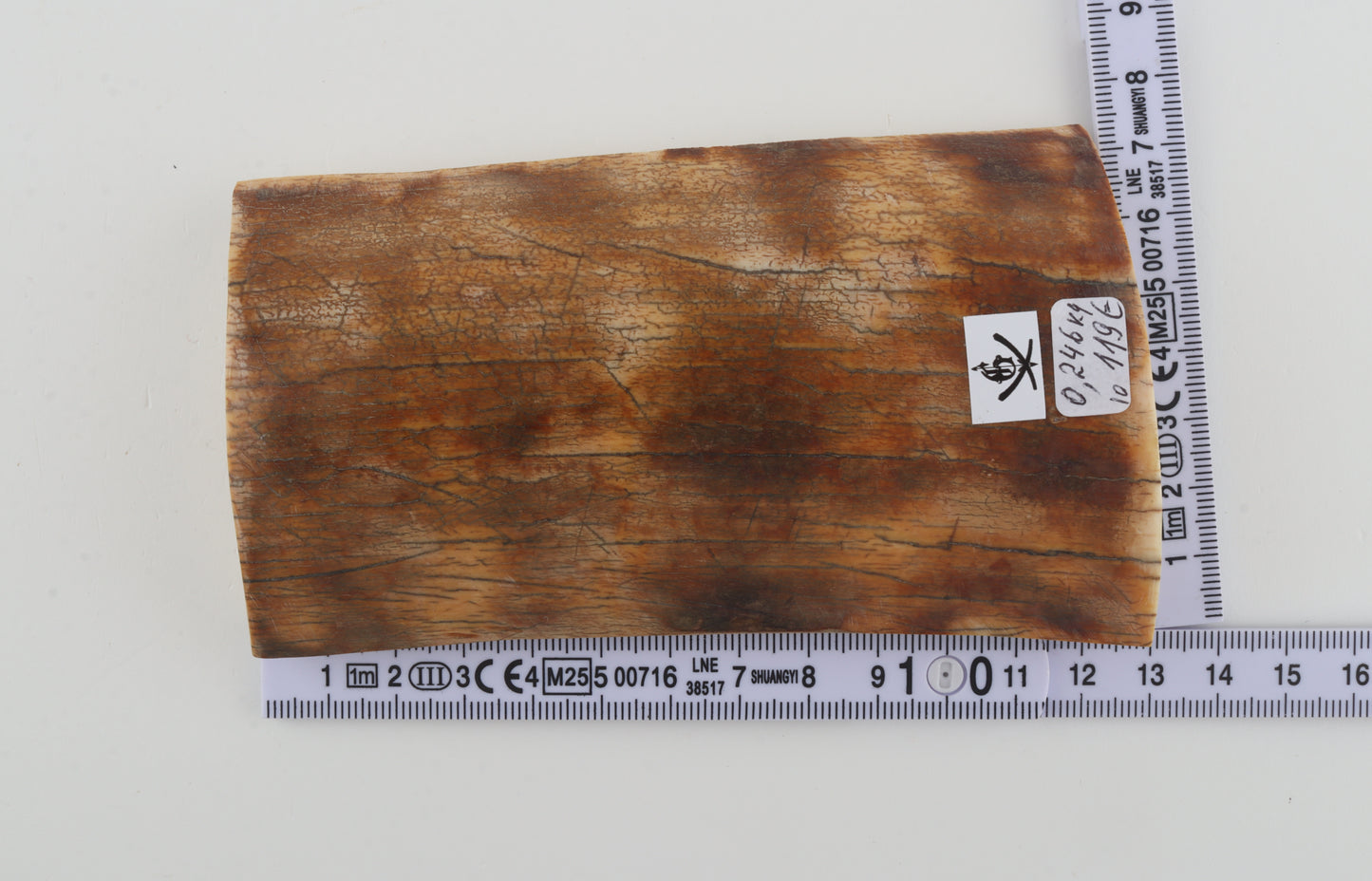 Natural woolly mammoth ivory piece