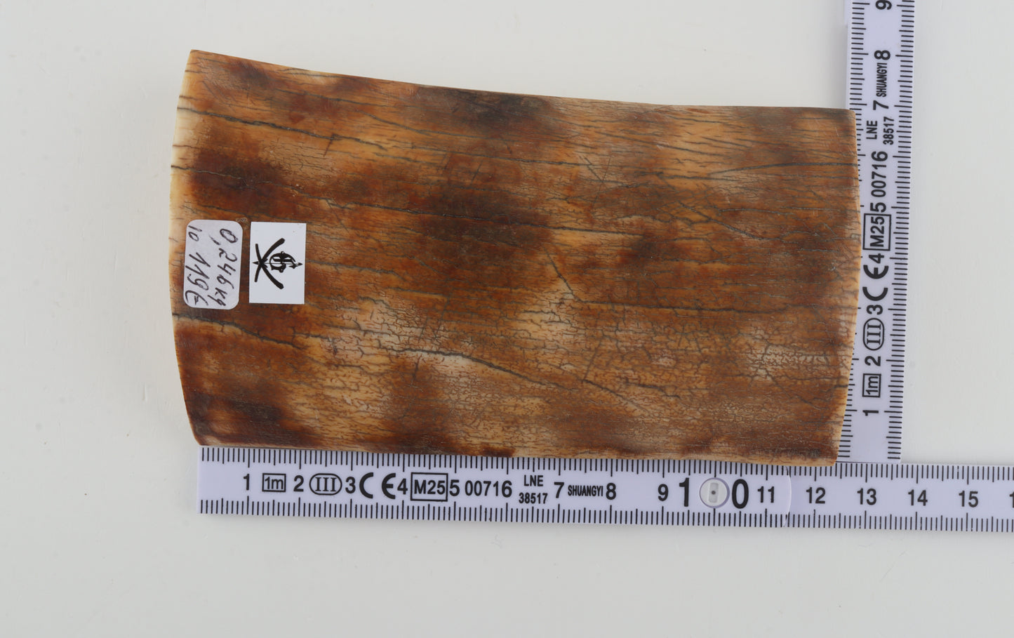 Natural woolly mammoth ivory piece