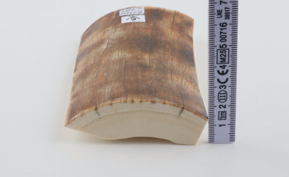 Natural woolly mammoth ivory piece