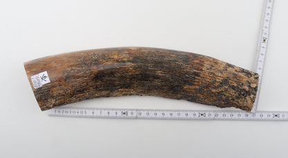 Beige-black mammoth bark