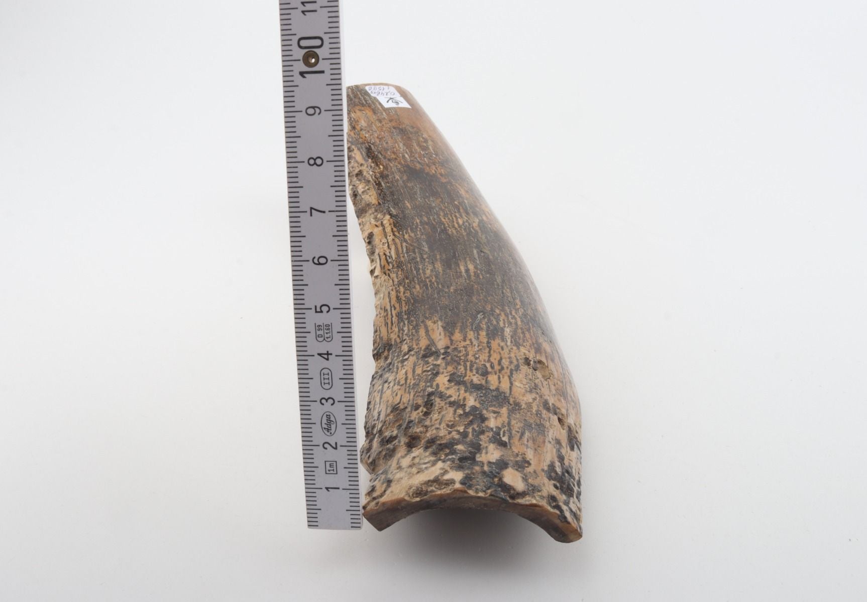 Beige-black mammoth bark