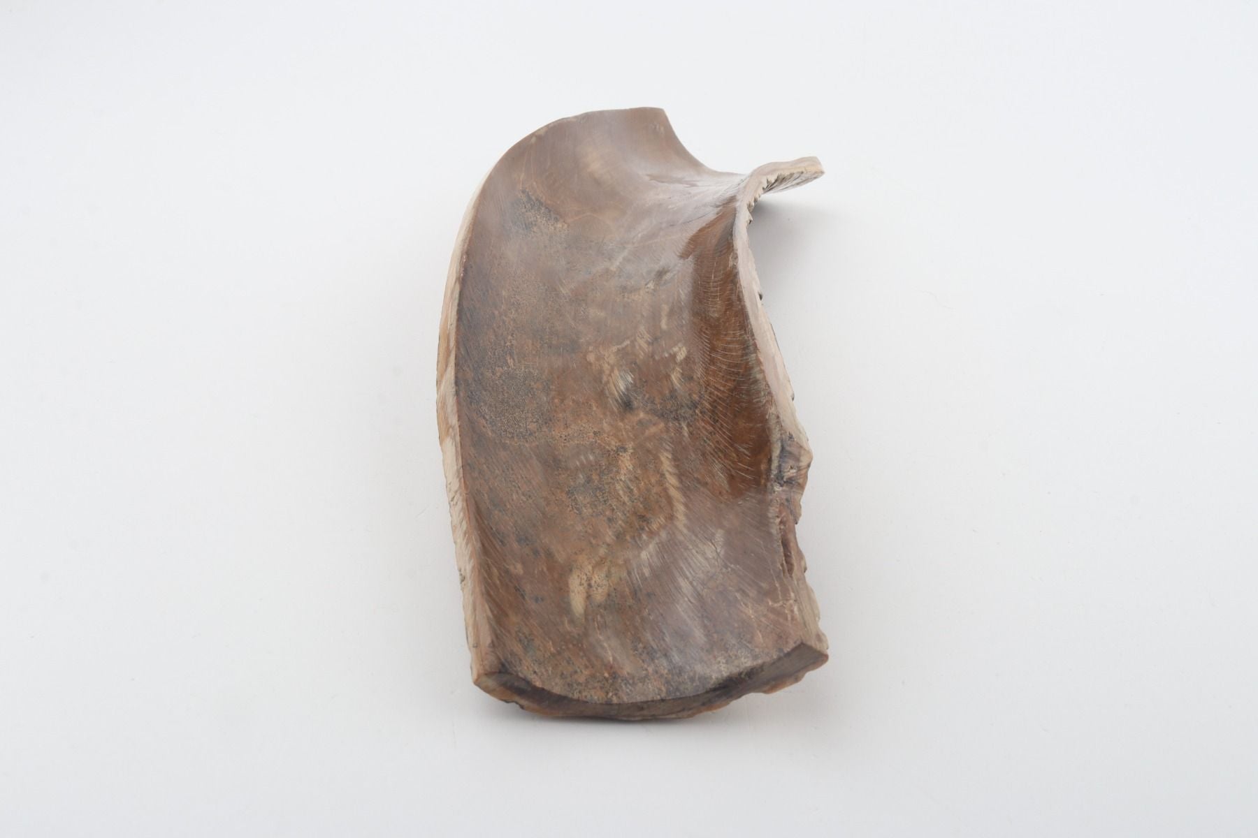 Beige-black mammoth bark