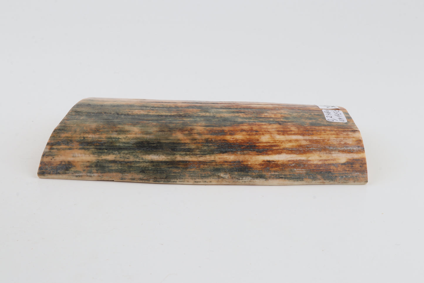 Orange-blue mammoth bark