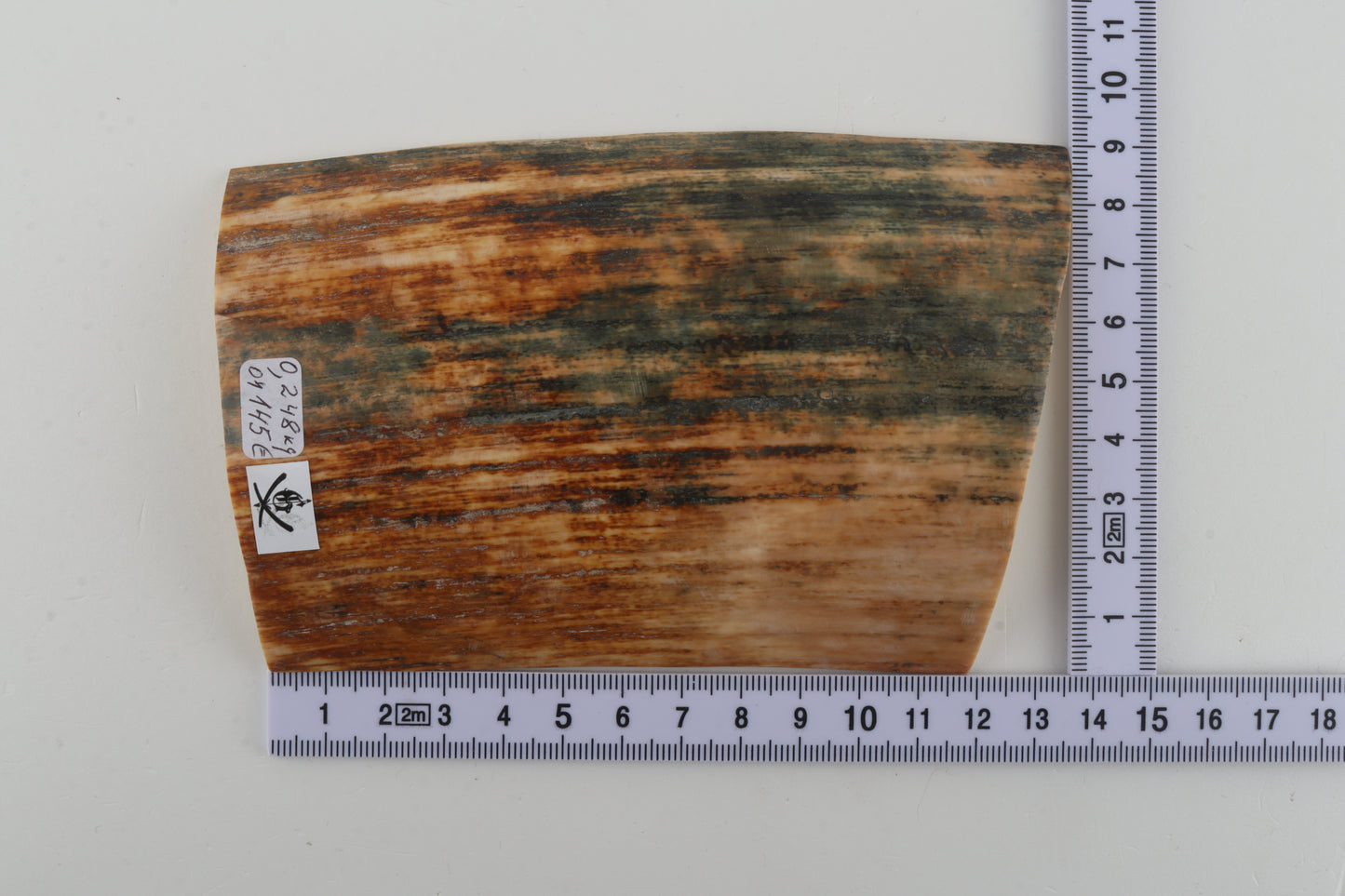 Orange-blue mammoth bark