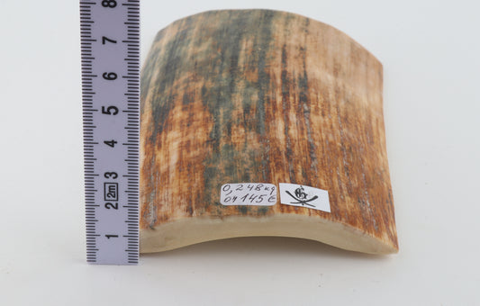 Orange-blue mammoth bark