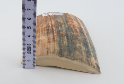 Orange-blue mammoth bark