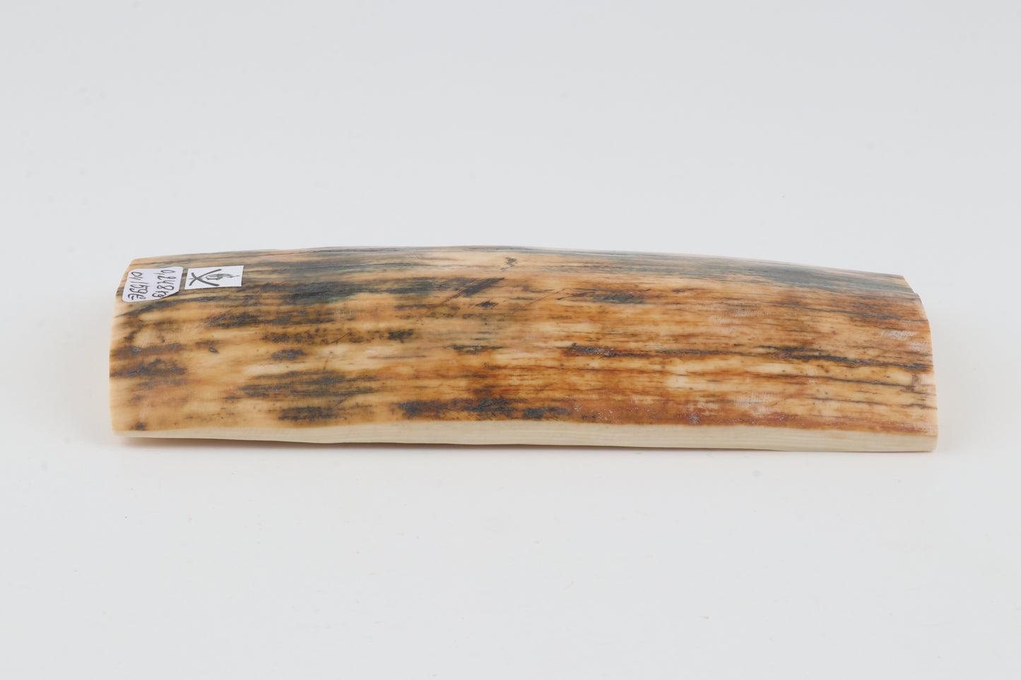 Orange-blue mammoth bark