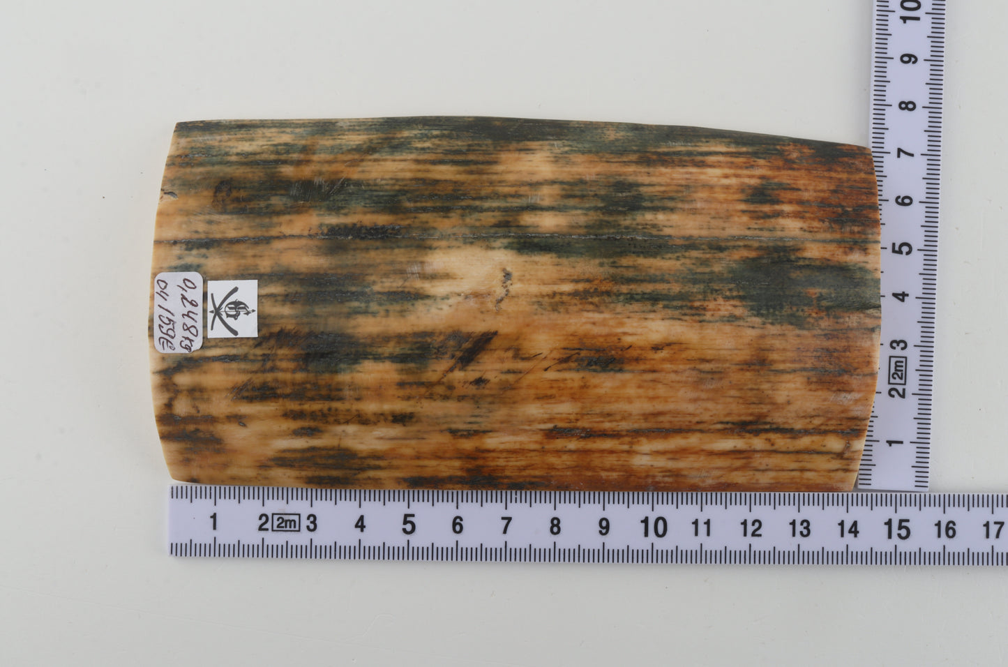 Orange-blue mammoth bark