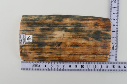 Orange-blue mammoth bark