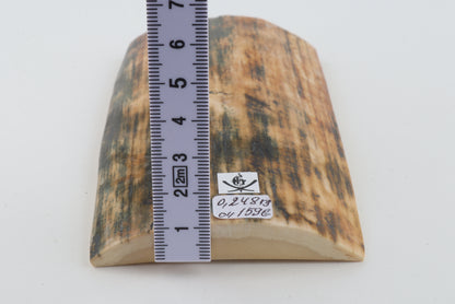 Orange-blue mammoth bark