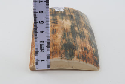 Orange-blue mammoth bark