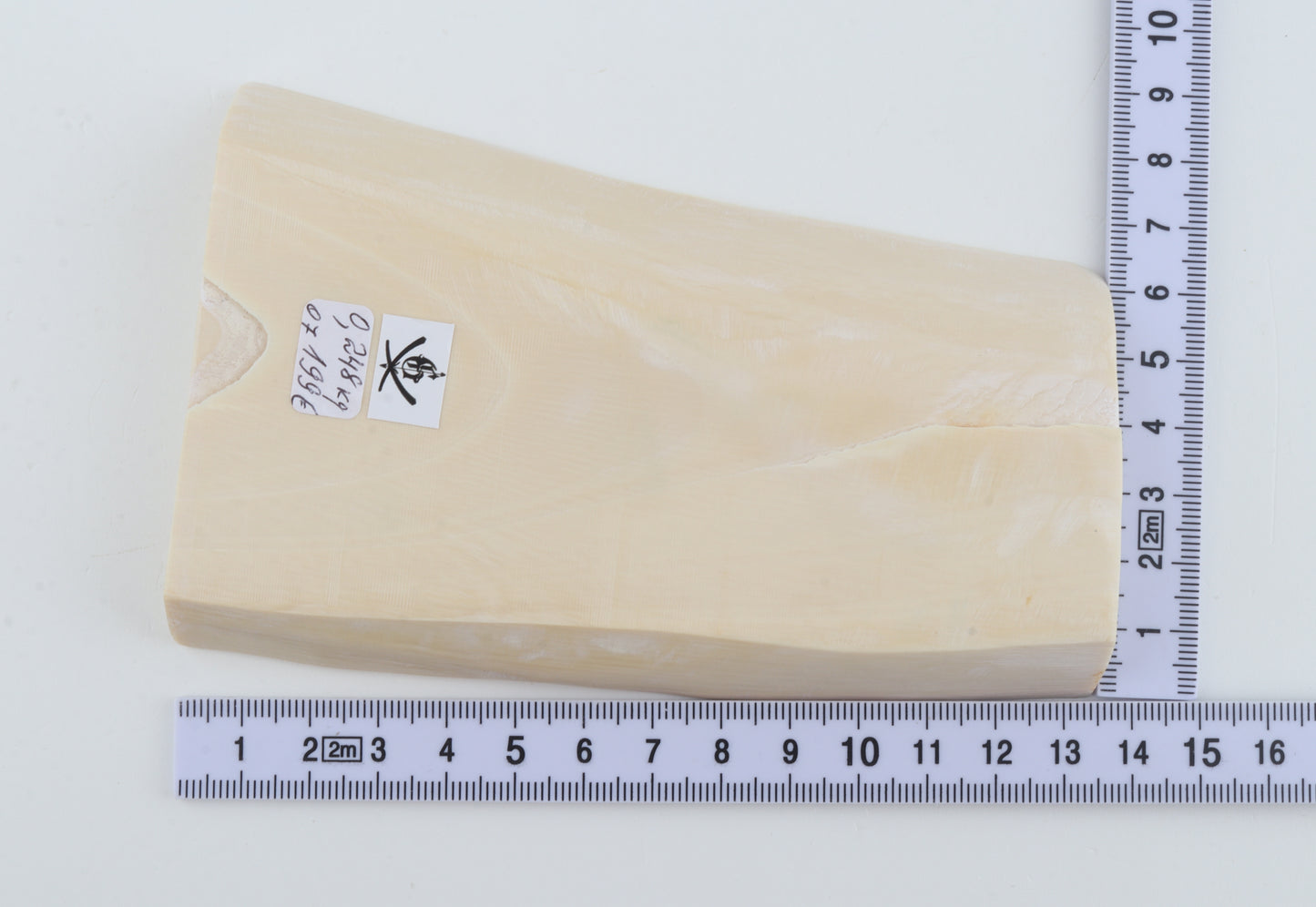 White mammoth ivory segment